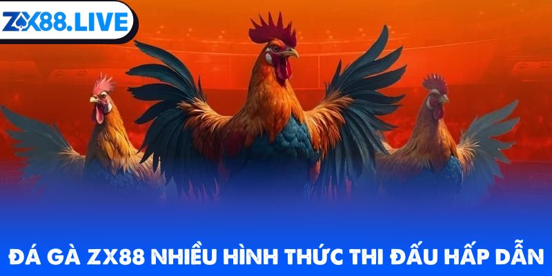 Đá gà ZX88 cùng nhiều hình thức thi đấu hấp dẫn