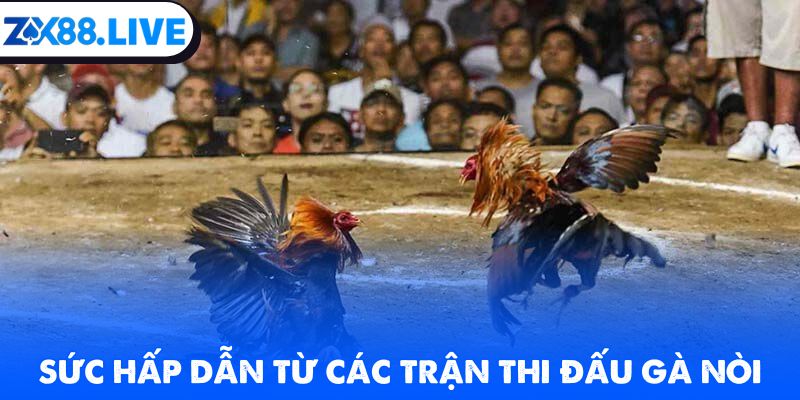 Sức hấp dẫn từ các trận thi đấu gà nòi