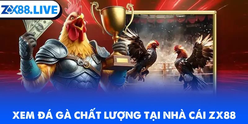 Xem đá gà chất lượng tại nhà cái